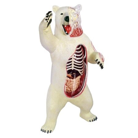 TEDCO TOYS Tedco Toys 26097 4D Vision Polar Bear Anatomy Model 26097